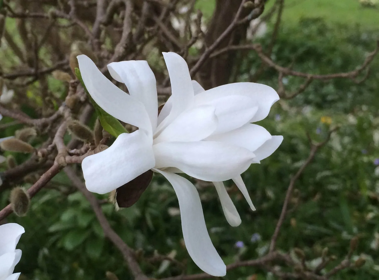 Magnolia stellata - Image 6