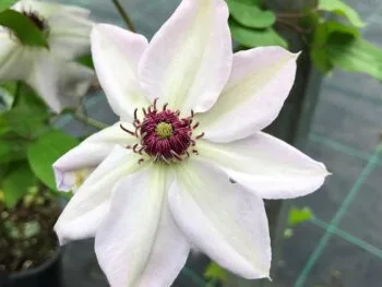 Clematis 'Miss Bateman'