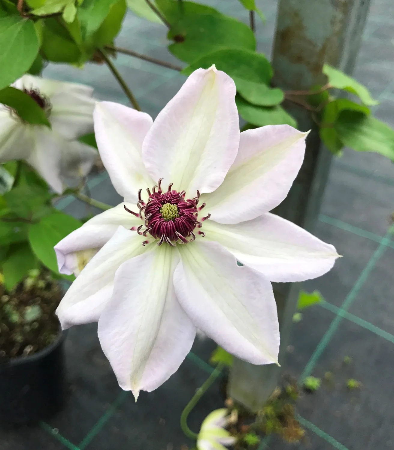Clematis 'Miss Bateman'