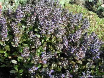 Ajuga reptans 'Chocolate Chip'