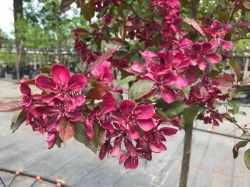 Malus 'Royalty'