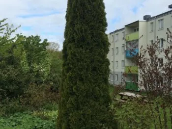 Thuja occidentalis 'Fastigiata'