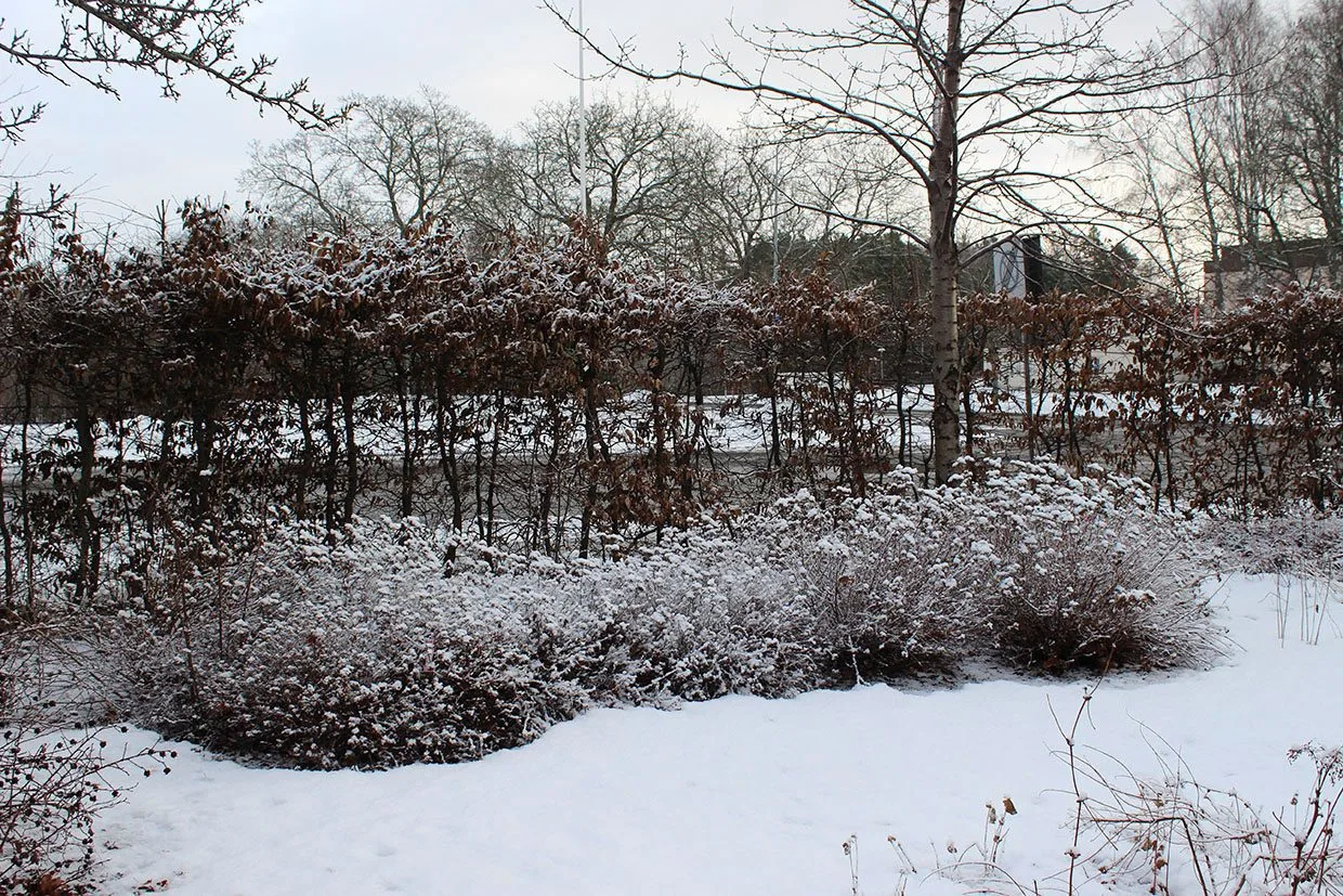 Spiraea japonica 'Little Princess' E - Image 4