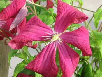 Clematis (viticella-gruppen) 'Mme Julia Correvon'