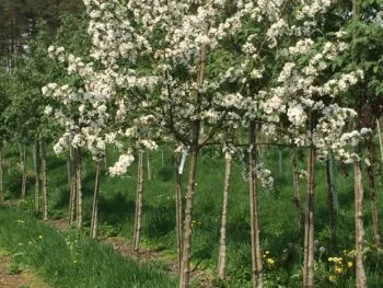 Malus 'Crittenden'