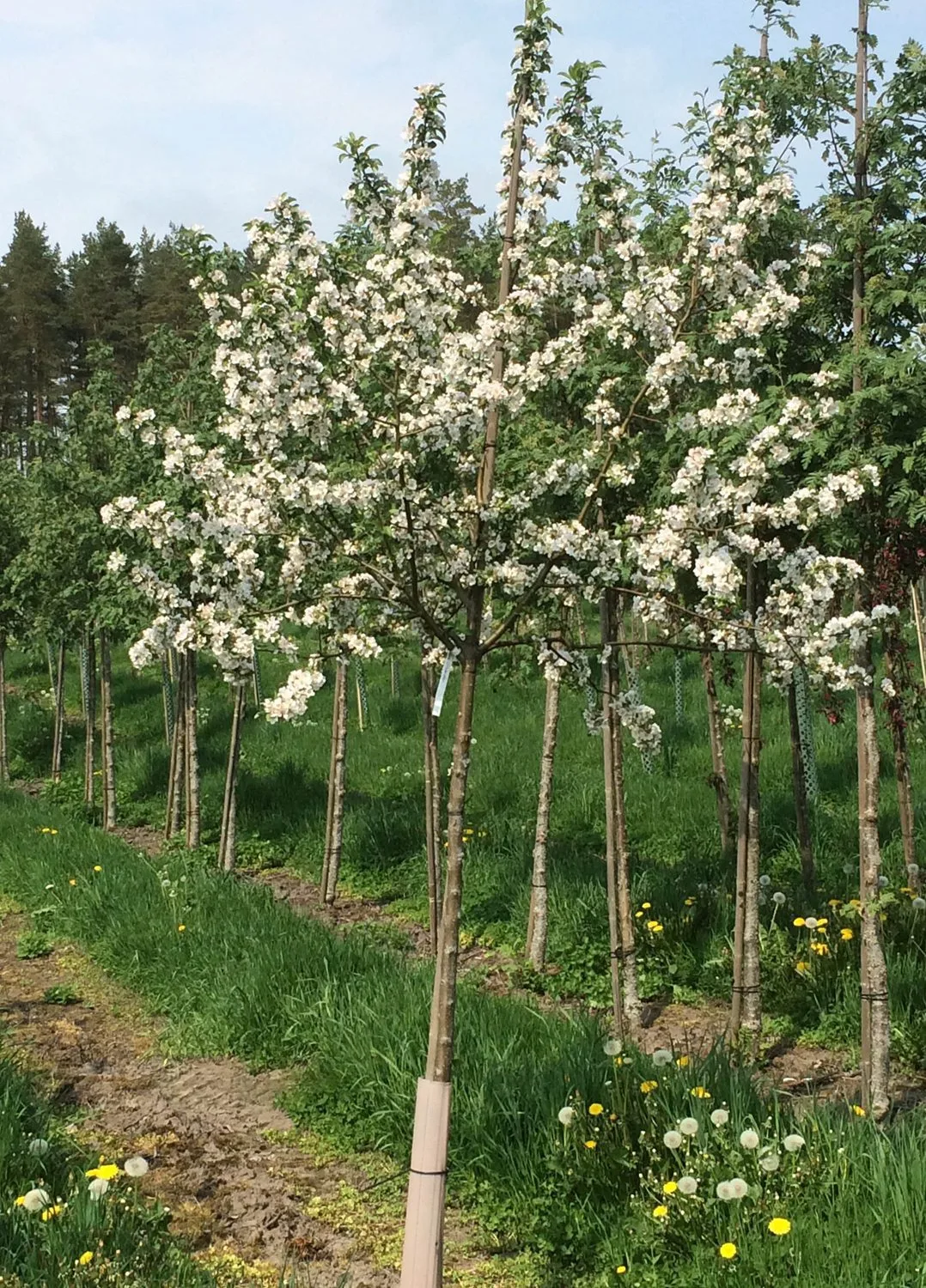 Malus 'Crittenden'