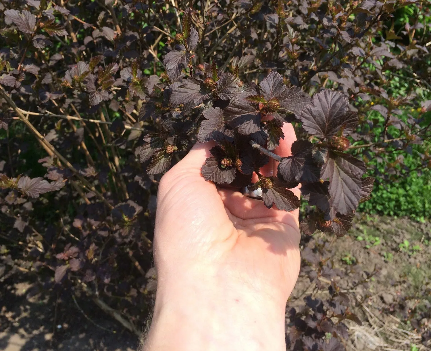 Physocarpus opulifolius 'Diabolo' - Image 3