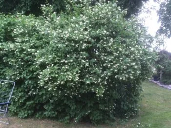 Philadelphus coronarius