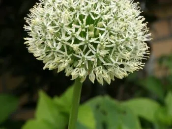 Allium 'Mount Blanc'