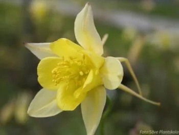 Aquilegia chrysantha 'Yellow Queen'