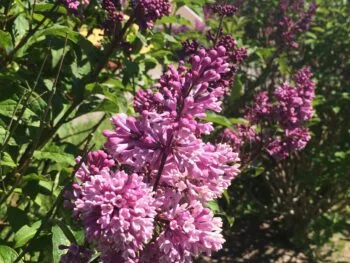 Syringa prestoniae 'Royalty'