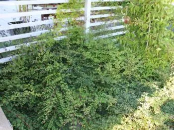 Symphoricarpos 'Hancock'