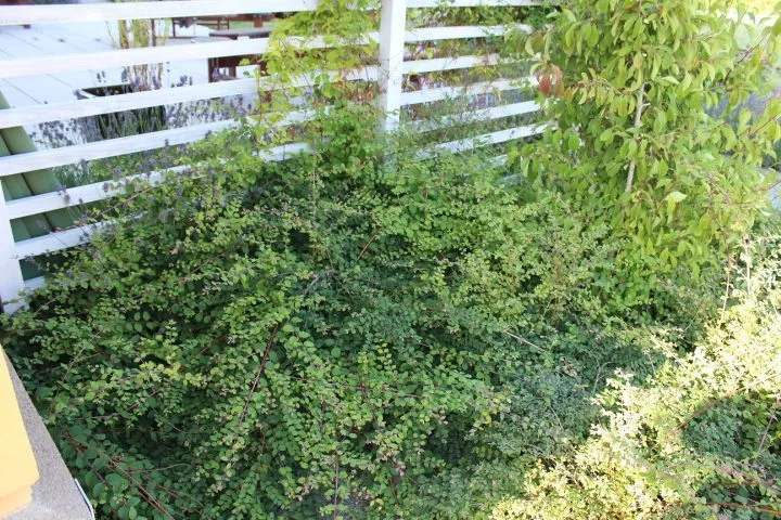 Symphoricarpos 'Hancock'