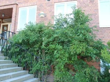 Viburnum farreri
