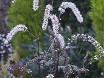 Actaea simplex 'Queen of Sheba'