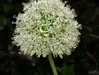 Allium 'Mount Everest'