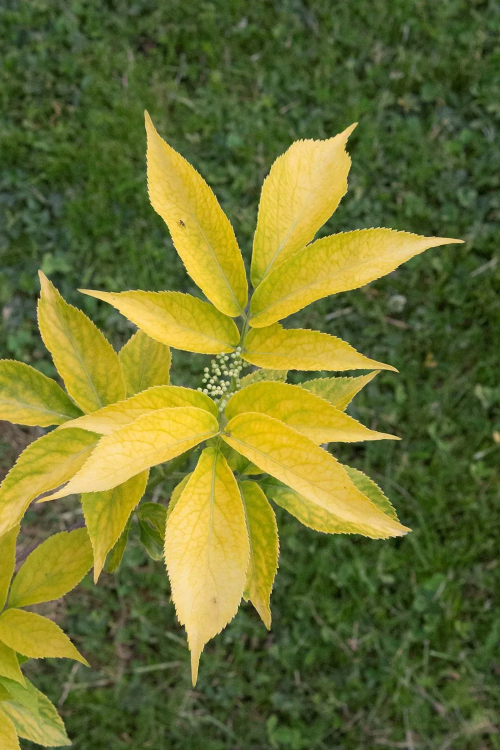 Sambucus nigra 'Aurea' - Image 3