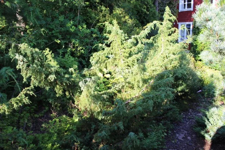 Juniperus communis - Image 3