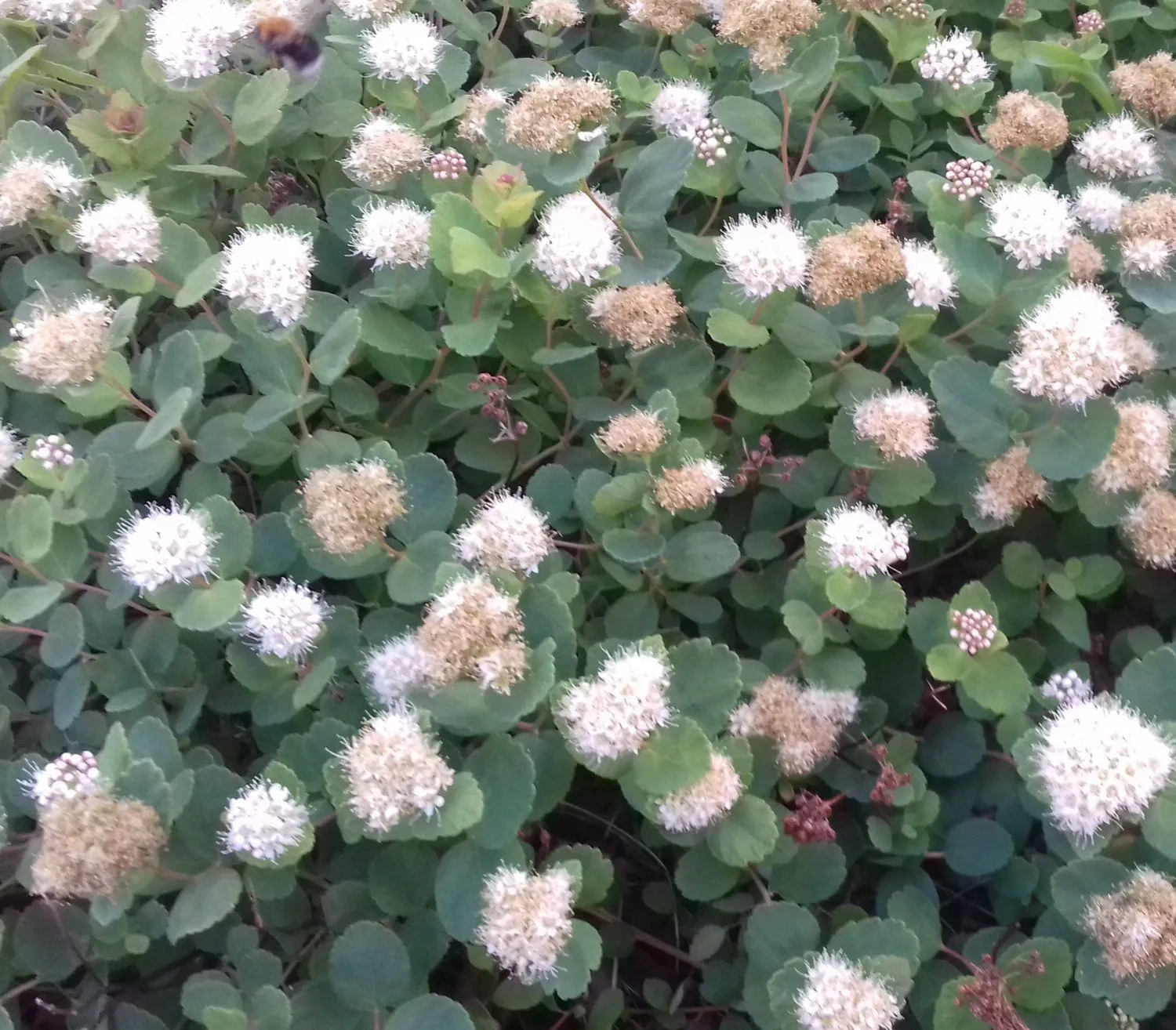 Spiraea beuvardiana 'Lumikki' - Image 6