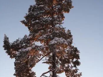 Pinus sylvestris