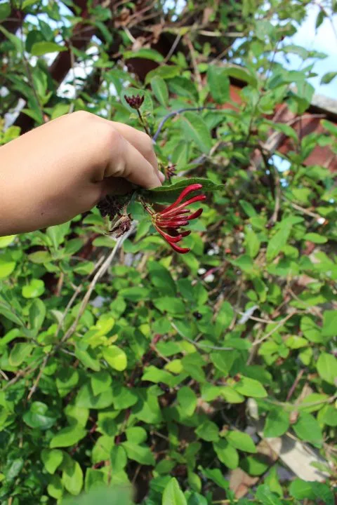 Lonicera periclymenum - Image 2