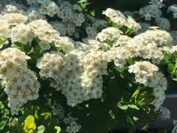 Spiraea nipponica 'Snowmound'