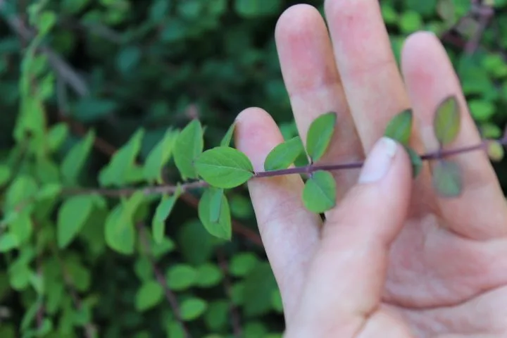 Symphoricarpos 'Hancock' - Image 4