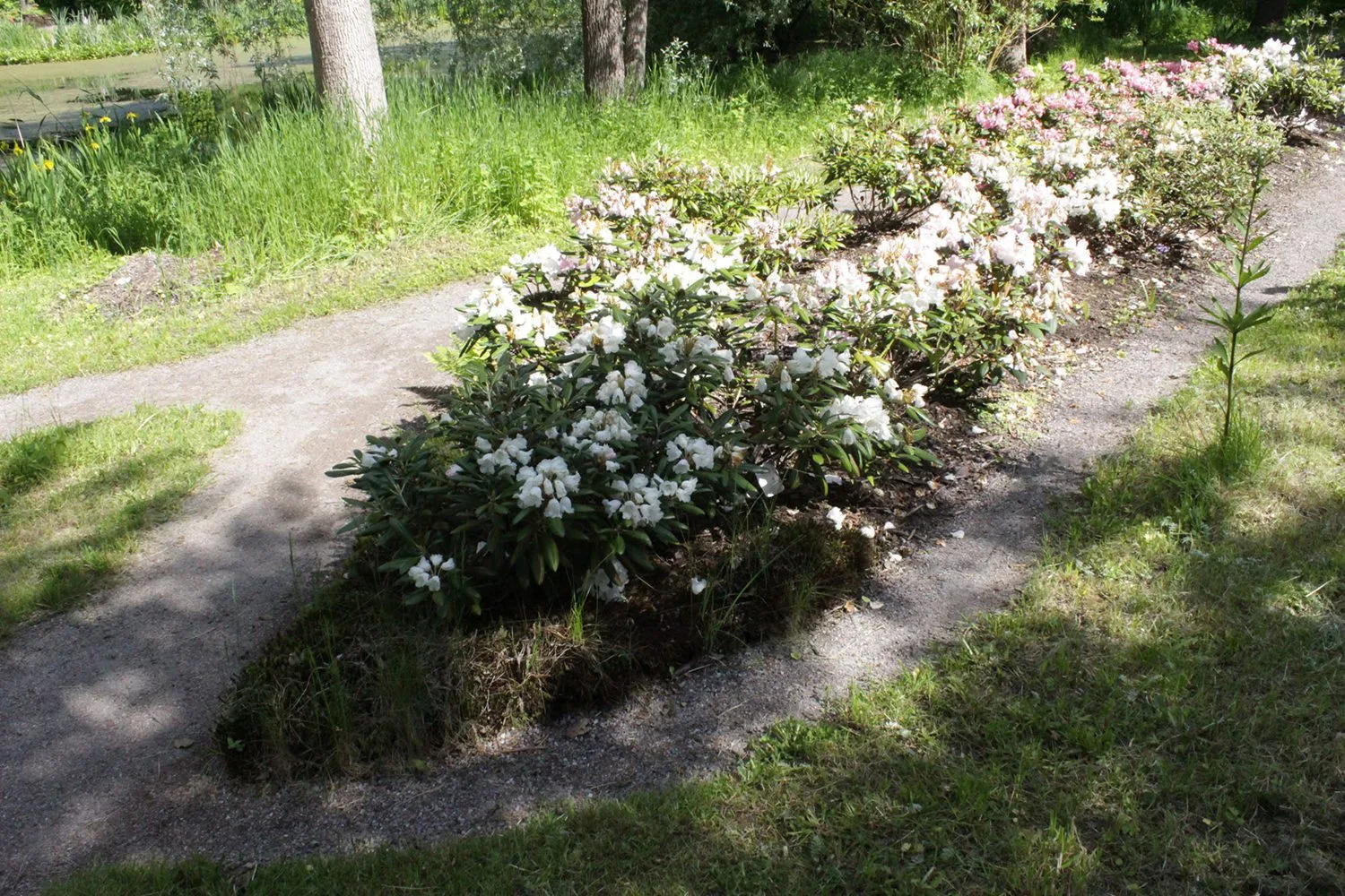 Rhododendron (Yakushimanum) 'Edelweiss' - Image 4