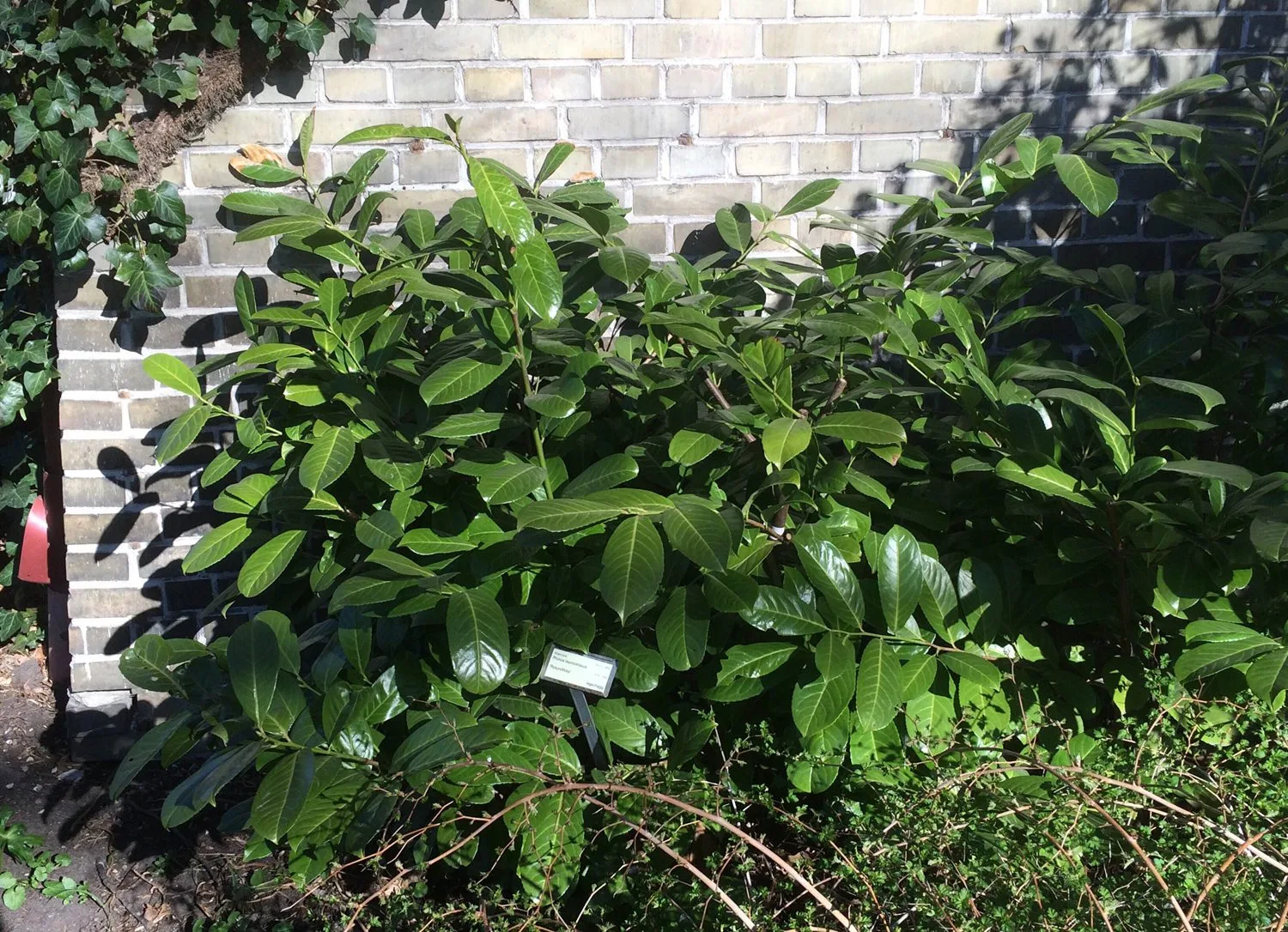Prunus laurocerasus 'Rotundifolia' - Image 2