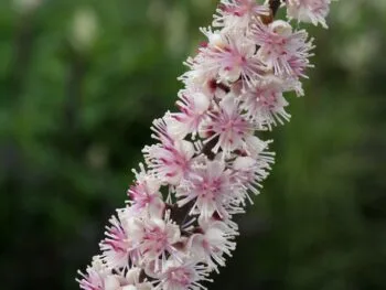 Actaea simplex 'Brunette'
