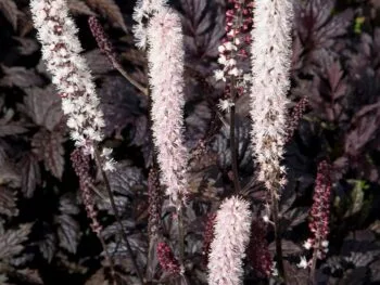 Actaea simplex 'Chocoholic'
