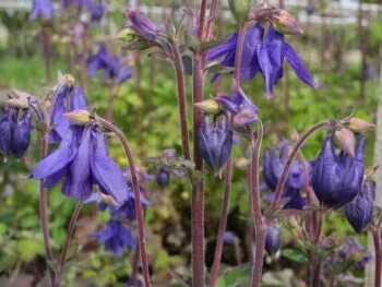 Aquilegia alpina