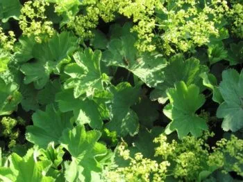 Alchemilla epipsila