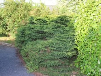 Picea abies 'Nidiformis'