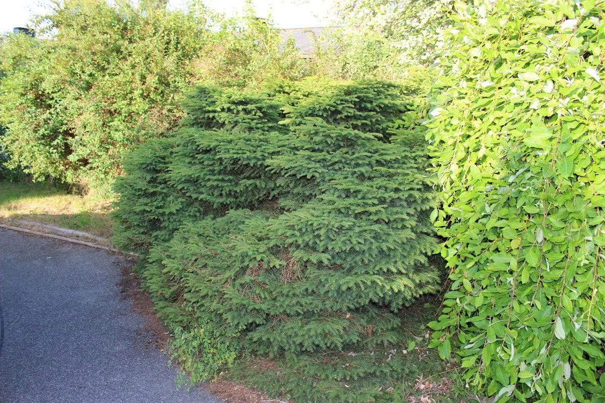 Picea abies 'Nidiformis'