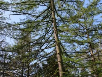 Larix kaempferi