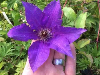 Clematis (Patens-gruppen) 'The President'