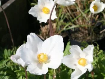 Anemone sylvestris