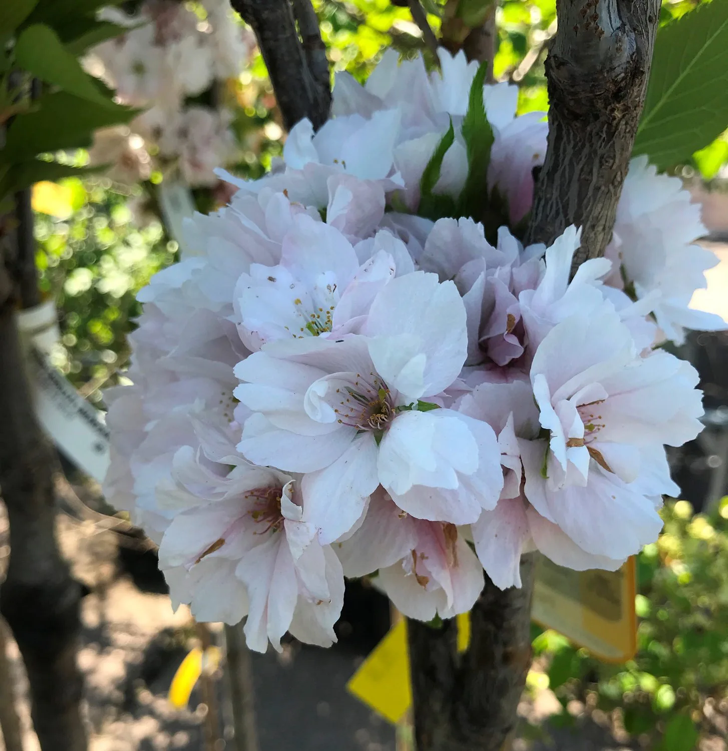 Prunus (Sato-zakura) 'Ama-no-gawa' - Image 2