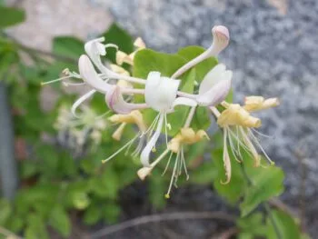 Lonicera caprifolium