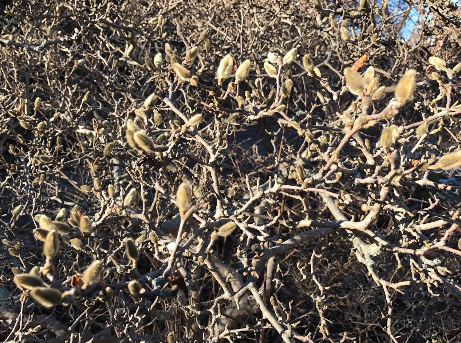 Magnolia stellata - Image 5