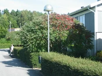 Rhus typhina