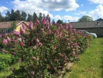 Syringa prestoniae 'Elinor'