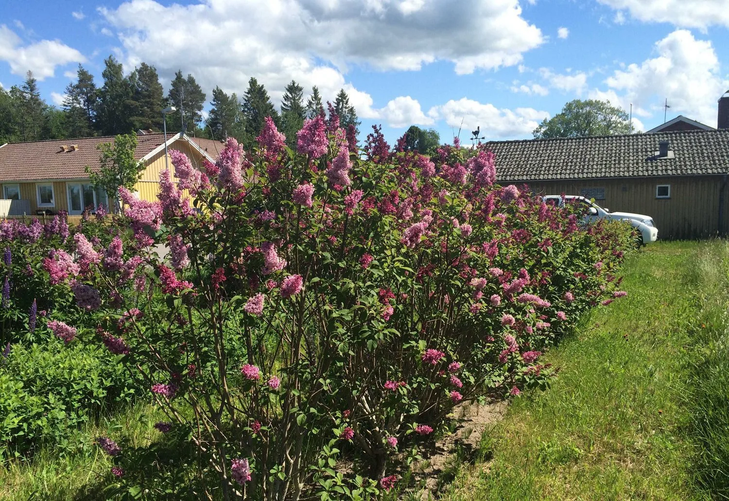 Syringa prestoniae 'Elinor'