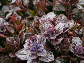 Ajuga reptans 'Braunhertz'