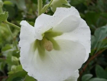 Alcea rosea 'Polarstar'
