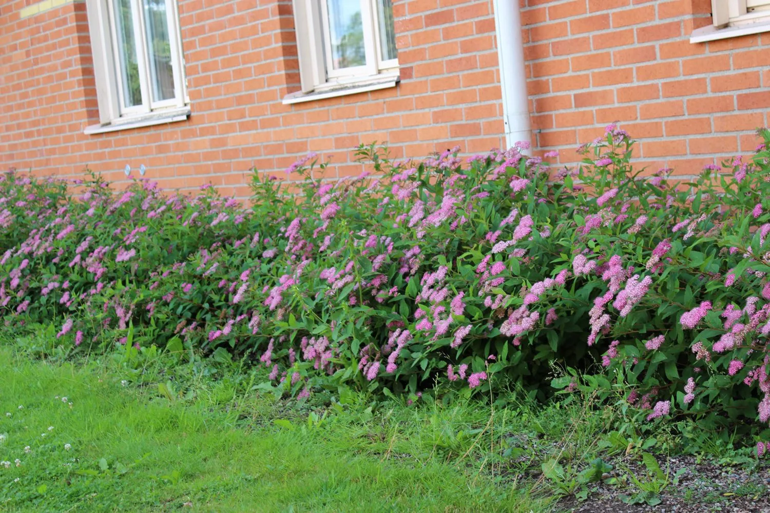 Spiraea japonica 'Froebelii''
