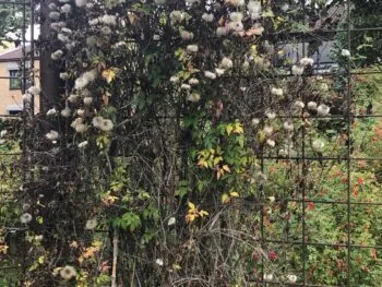 Clematis (Atragene-gruppen) 'Tage Lundell' E