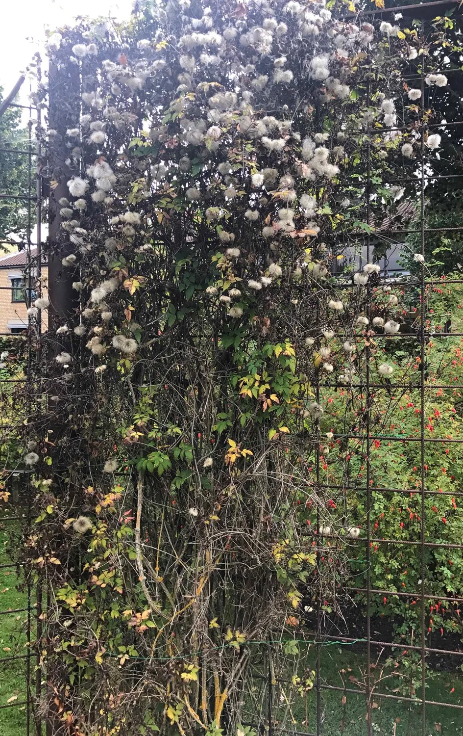 Clematis (Atragene-gruppen) 'Tage Lundell' E