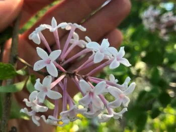 Syringa microphylla 'Superba'